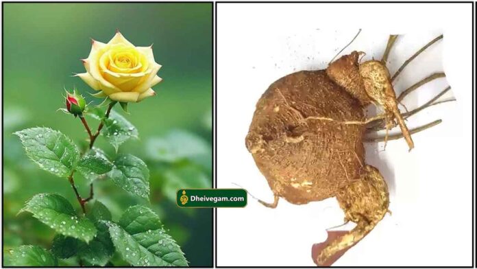 rose-agasa-garudan