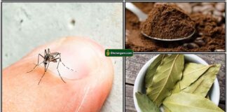 kosu-coffee-leaf