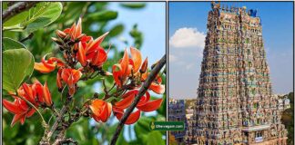 செல்வம் சேர்க்கும் ஸ்தல விருட்சம் purasai-maram-gopuram