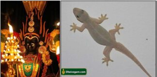 பூஜை அறையில் பல்லி இருந்தால் செய்யவேண்டியது. amman