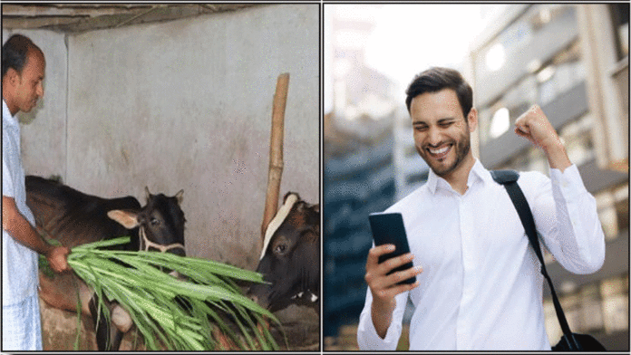 cow feeding success