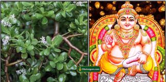 அதிர்ஷ்டம் தரும் குபேர செடி jade-plant-kuberan