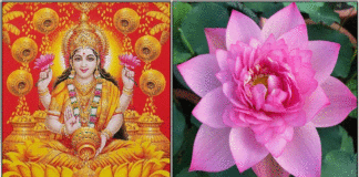 lotus