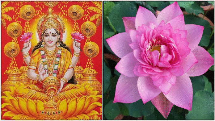lotus