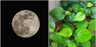 moon vetrillai