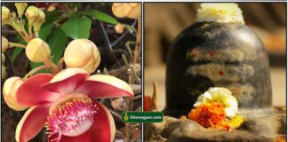 nagalinga-poo-lngam