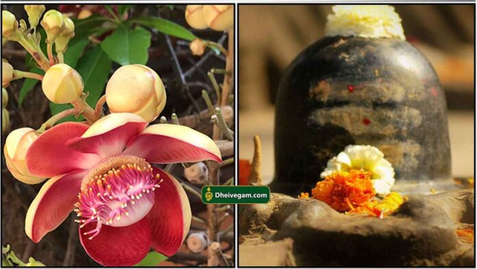 nagalinga-poo-lngam