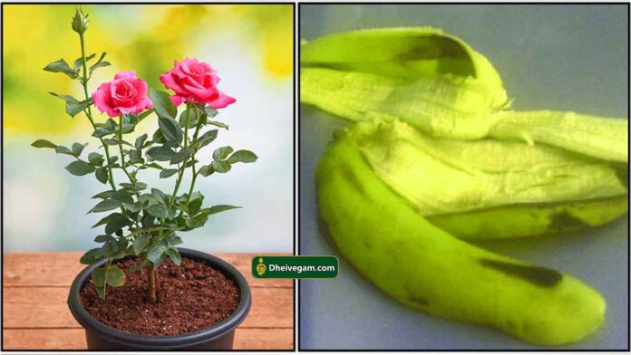 rose-banana-peel