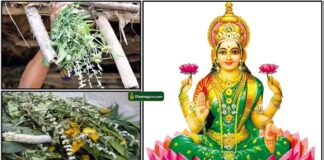 lakshmi-kappu
