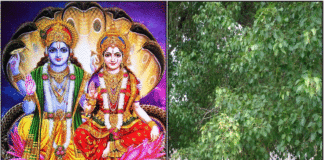vishnu