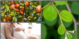 pregnant-ilanthai-ilai