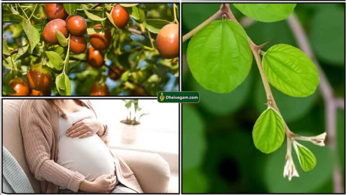 pregnant-ilanthai-ilai