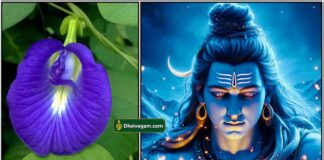 வரம் தரும் சங்கு பூ sangu-poo-sivan