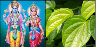 betel leaf