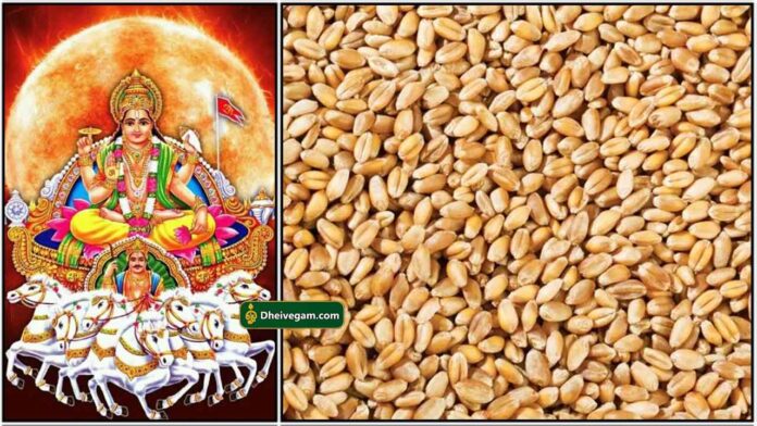 sooriyan-wheat