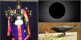 sani bhagavan moon crow feeding