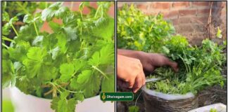 kothamalli-planting