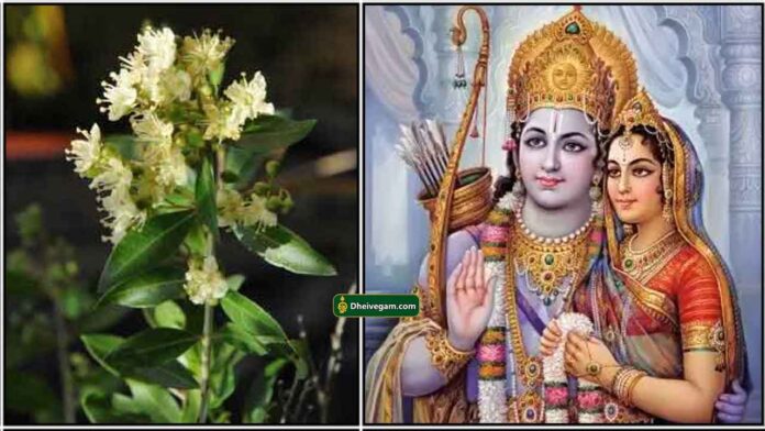 maruthani-poo-ramsita