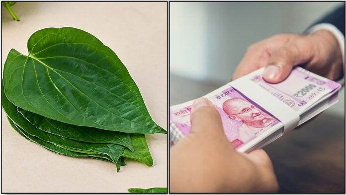 betel leaf money