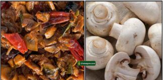 mushroom-chinthamani