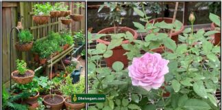 rose-plant-garden