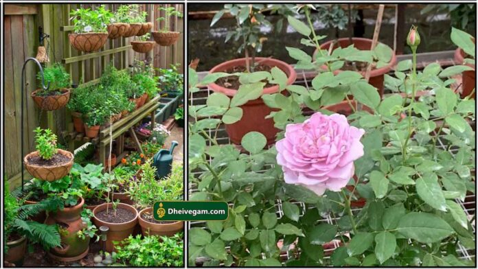 rose-plant-garden