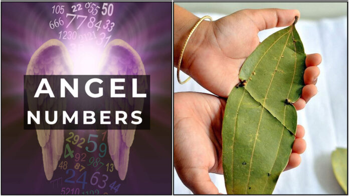 angel number biriyani leaf