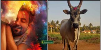 dream-cow