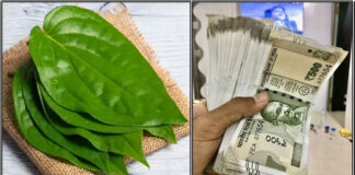 leaf money