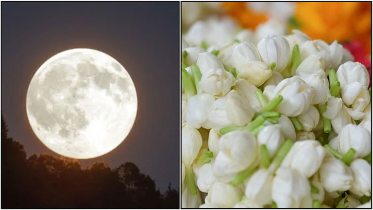 moon flower