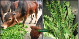 பசுவிற்கு அகத்தி தானம் pasu-agathi-keerai