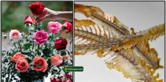 rose-plant-fish-mul