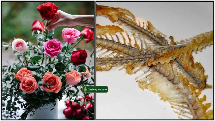 rose-plant-fish-mul