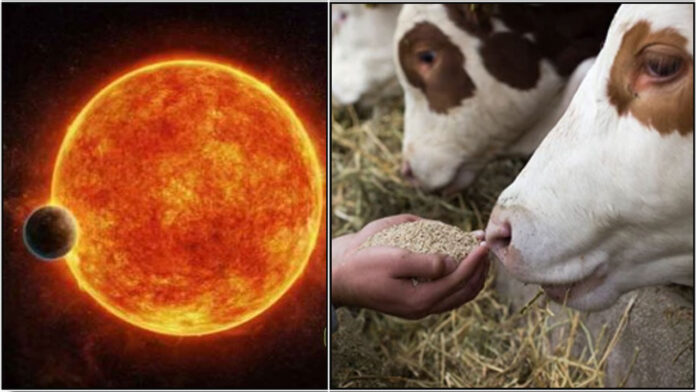 sun cow