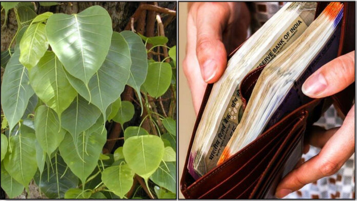 leaf money