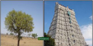 vanni-maram-gopuram