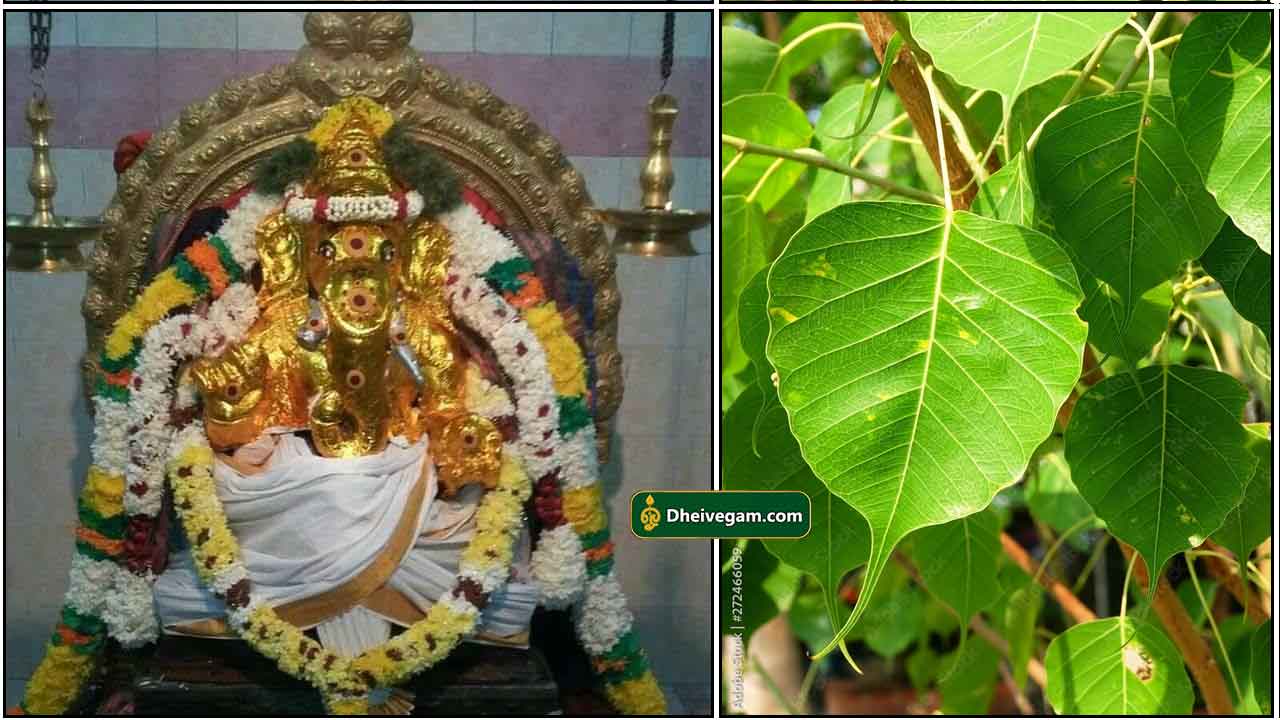 vinayagar-arasa-ilai