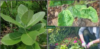 erukkan-gardening