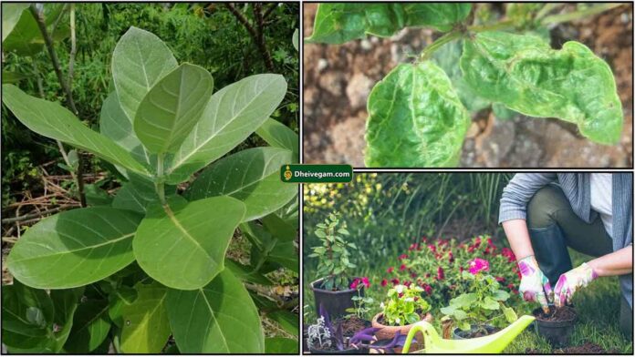 erukkan-gardening