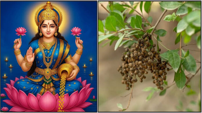 mahalakshmi maruthani