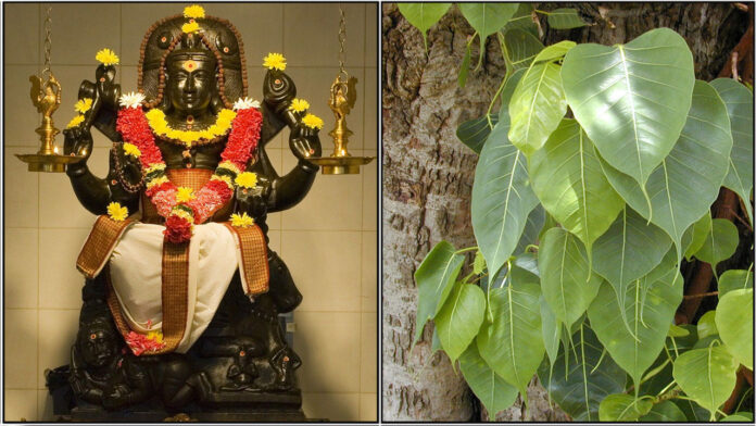 guru bhagavan arasa maram