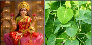 mahalakshmi arasa ilai