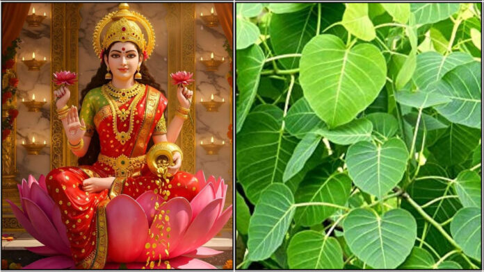 mahalakshmi arasa ilai