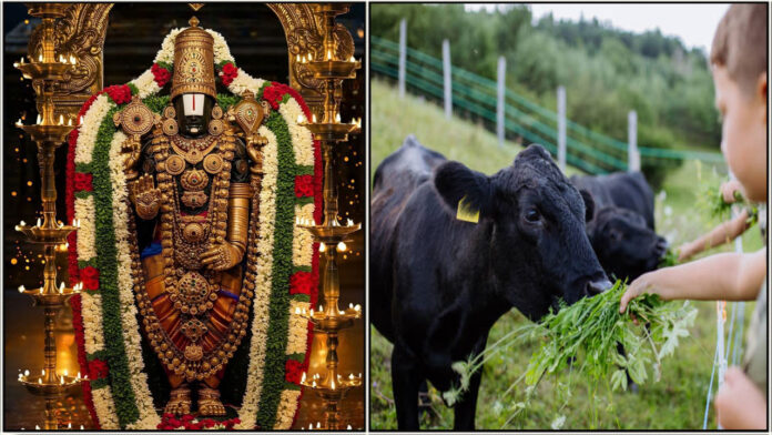 perumal cow feeding